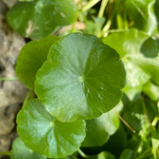 Centella Asiatica Extract