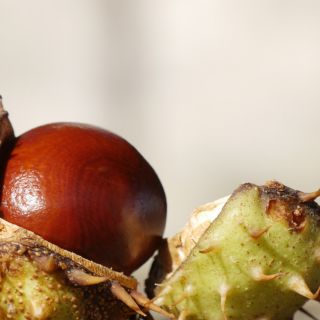 Aesculus Hippocastanum Extract